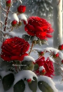 Создать мем: розы под снегом, цветы под снегом, красная роза на снегу