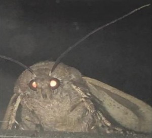 Create meme: mole meme, moth meme, scary moth