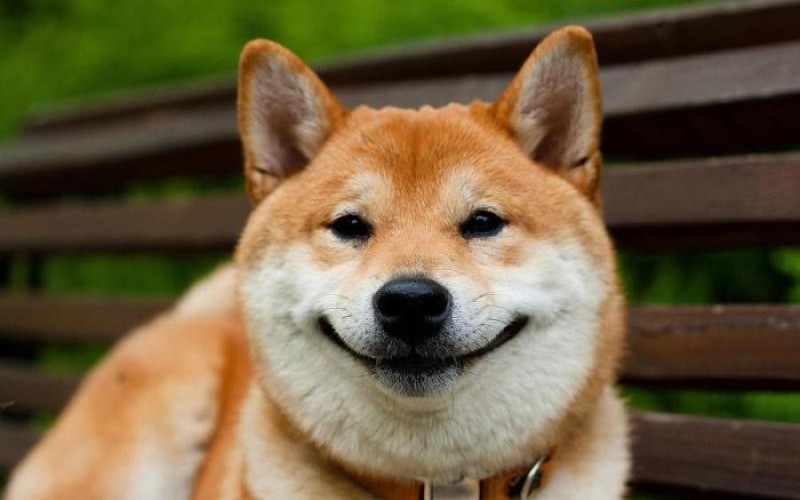 Create meme: shiba inu, shiba inu, shiba inu dog