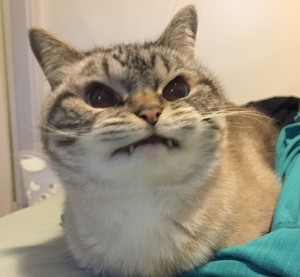 Create meme: Angry cat, seal evil, angry cat meme