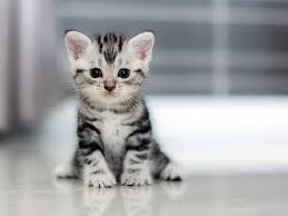 Create meme: kitten grey, Shorthair kittens