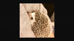 Create meme: the hedgehog leaves, the long-eared hedgehog, mother hedgehog