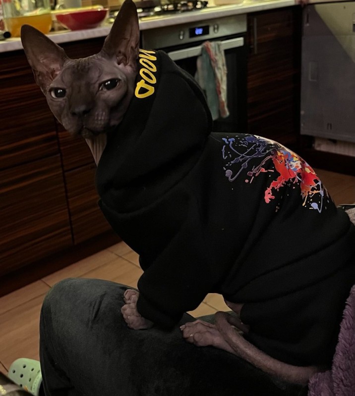 Создать мем: одежда для кошки, одежда для котов, канадский сфинкс
