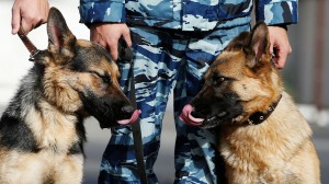 Create meme: police dog, shepherd, service dog on guard