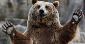 Create meme: bear winks, bear bear, grizzly bear