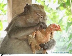 Create meme: monkey, animal, monkey love