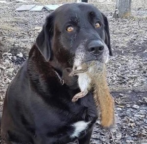 Создать мем: labrador, лабрадор, метис бигля и лабрадора