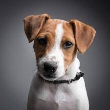 Create meme: breed Jack Russell, jack russell terrier puppy, breed Jack Russell Terrier