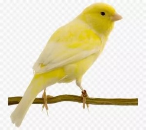 Create meme: canary yellow world famous, kanarya, yellow canary