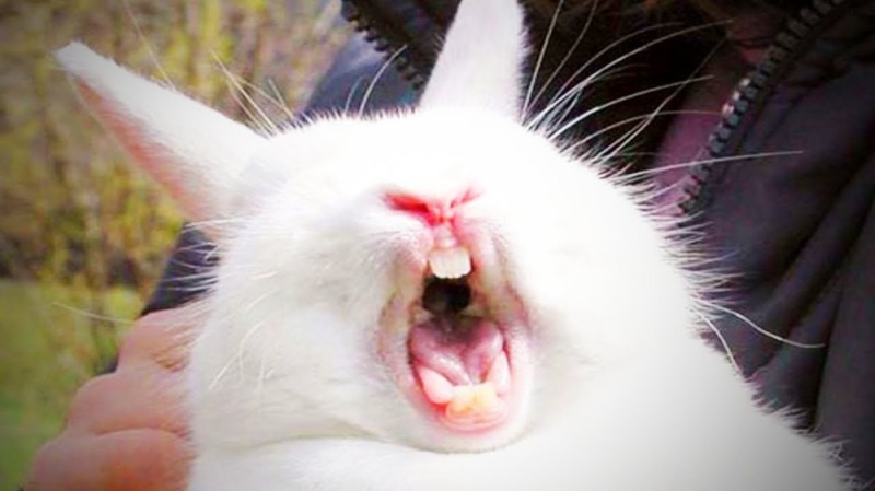 Create meme: screaming rabbit , a hare with teeth, the screaming rabbit