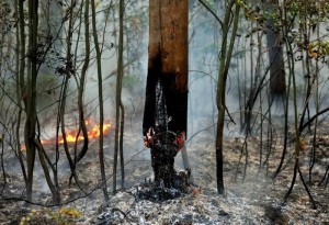 Создать мем: лесной пожар jpg, тушение лесного пожара, forest fires