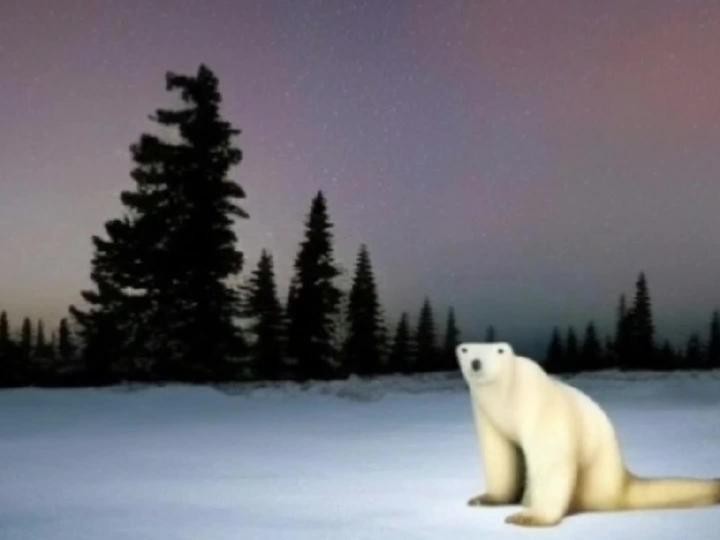 Создать мем: медведь, животные арктики, полярный медведь
