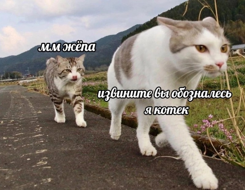 Создать мем: смешные коты, смешные кошки, котики