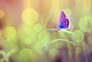 Create meme: butterfly, pink butterfly photo, beautiful blue butterfly