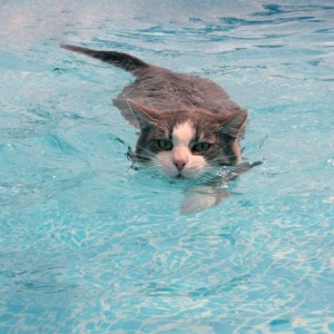Создать мем: кот водолаз, кот плавает в море, кот вода
