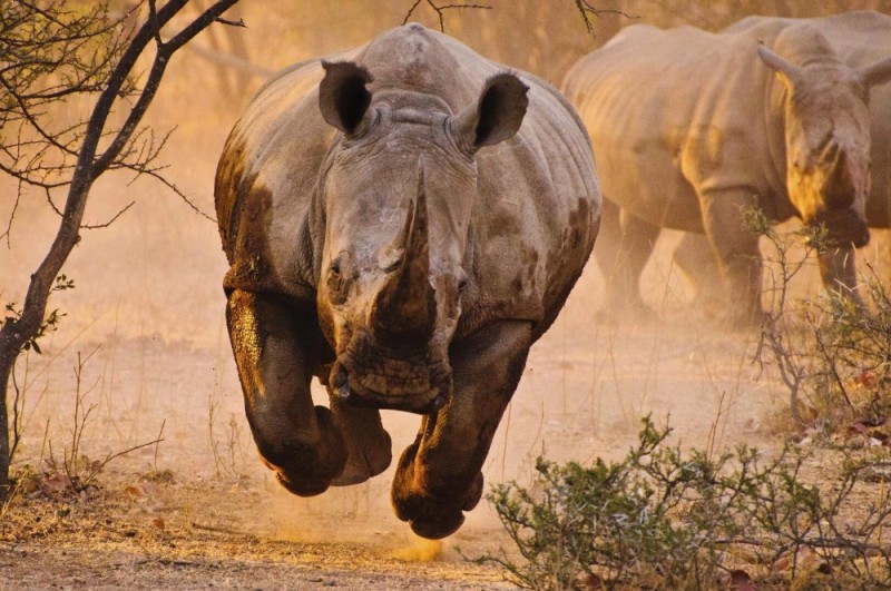 Create meme: The ferocious rhinoceros, rhino vs hippo, elephant vs Rhino