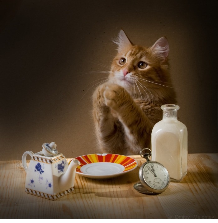 Create meme: cat milk, cat and tea, breakfast with cats