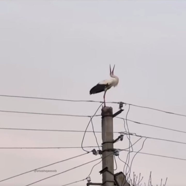 Create meme: white stork, stork, The stork is sitting on a pole