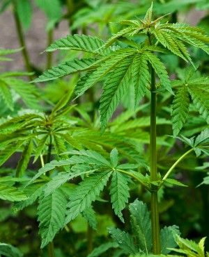 Растения похожие марихуану садят за коноплю да или нет
