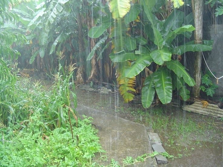 Create meme: hujan, rainwater, home plant