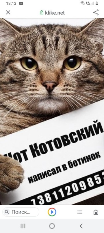 Create meme: a cat with a sign , cat criminal with a sign, cat advertiser