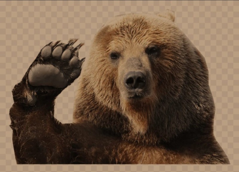 Create meme: bear on a white background, bear paw, bear waving his paw