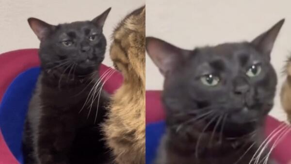 Создать мем: бурманская кошка, черный кот, кот