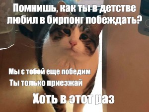 Создать мем: грустный кот, кот кот кот, Кошка
