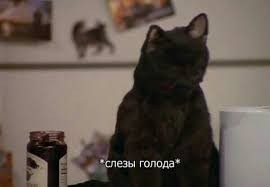 Create meme: cat salem, salem tears of obesity, the cat Salem the tears