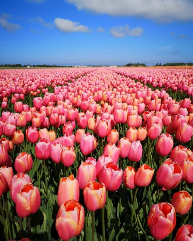 Создать мем: тюльпаны красивые, тюльпаны голландия, тюльпаны поля