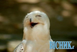 Create meme: funny owls, smiling owl, laughing owl