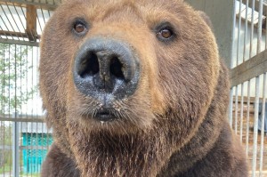 Создать мем: челябинский зоопарк, новосибирский зоопарк в мае 2022, бурый медведь