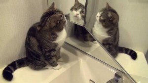 Создать мем: смешные коты приколы, котики, кот смотрится в зеркало