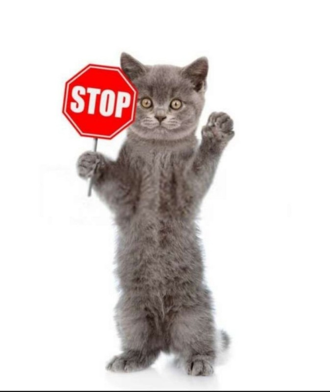 Create meme: stop the cat, cat , cat on white background 