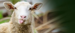 Create meme: sheep sheep, sheep, RAM