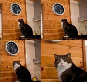 Создать мем: кот смотрит на часы, кот и часы мем, мем с котом и часами пора