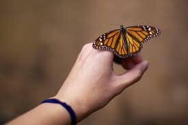 Создать мем: ейск, бабочка монарх на руке, г ейск