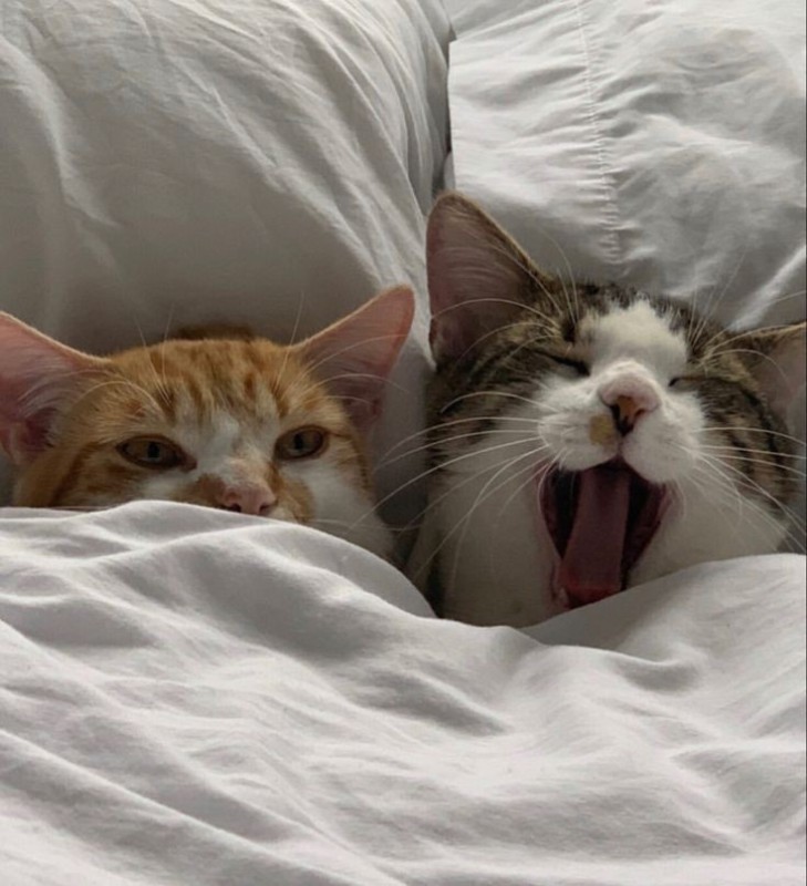 Создать мем: милые котики, сонный кот, баю котики