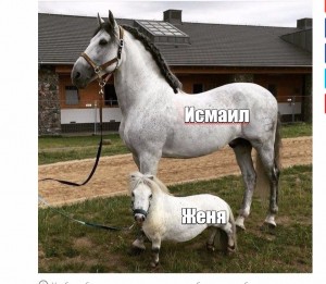 Create meme: the size of the horse, the love of horses, the horse