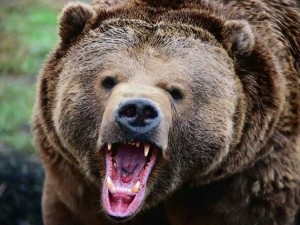 Create meme: the bear's mouth, aggressive bear, grizzly bear