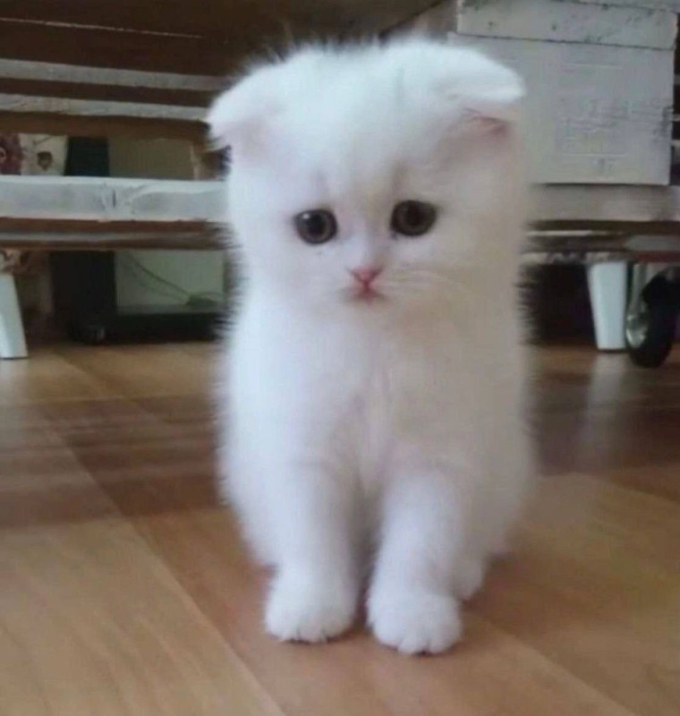 Create meme: kittens are white lop-eared Highland, Scottish fold white, British fold-eared kitten white 1 month