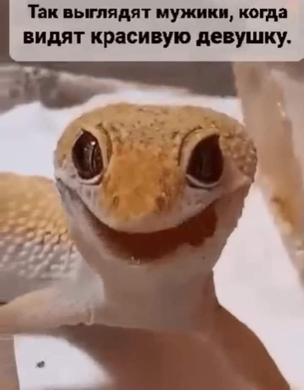 Create meme: Gecko , Gecko ablefor, The gecko is smiling