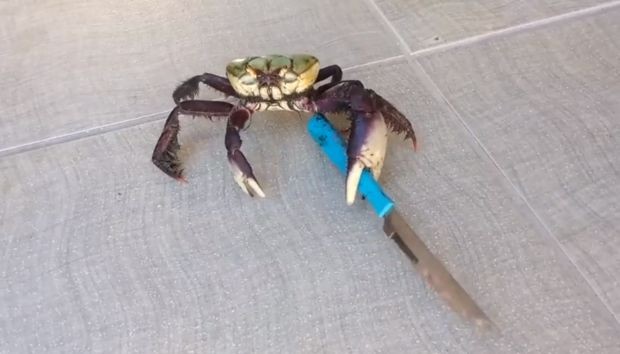 Create meme: crabs , the crab with the knife , stolen crab