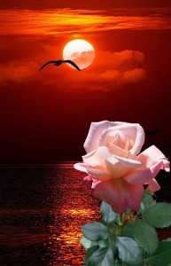 Создать мем: спокойной ночи красивые, добрый вечер закат, красивая ночь в розах