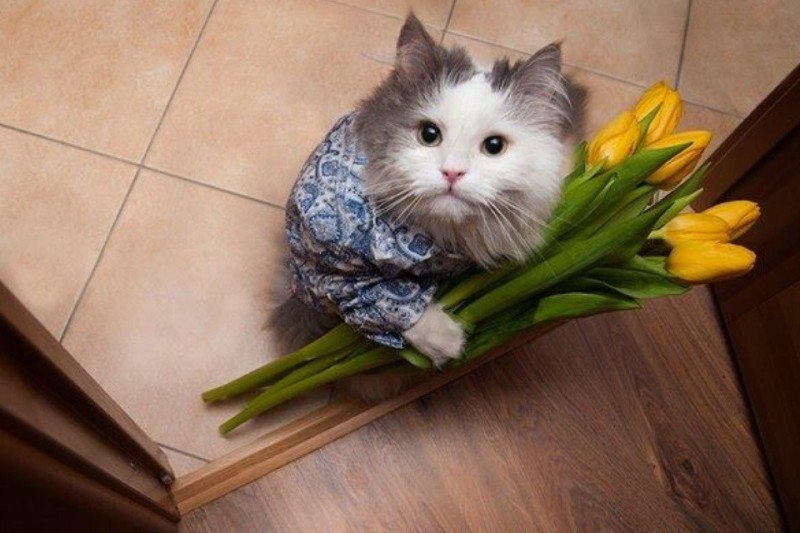 Create meme: cat with a bouquet of flowers, kitten with a bouquet, kitten with a bouquet of flowers
