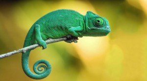 Create meme: chameleon, chameleon / chameleon 2019, chameleon at home