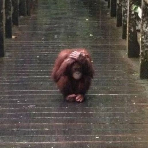 Create meme: funny animals , monkey orangutan, orangutan