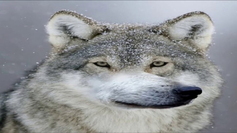 Create meme: wolf wolf wolf meme, wolf , wolf muzzle