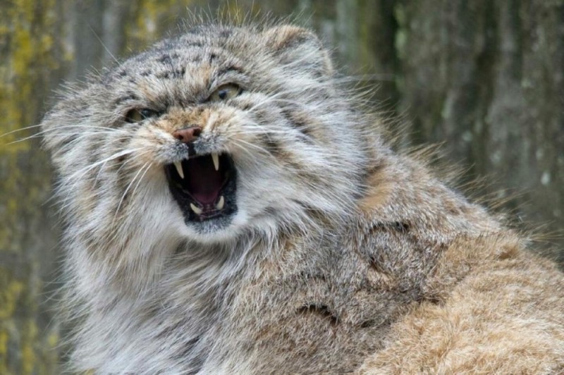 Create meme: angry manul, animal manul, cat manul 