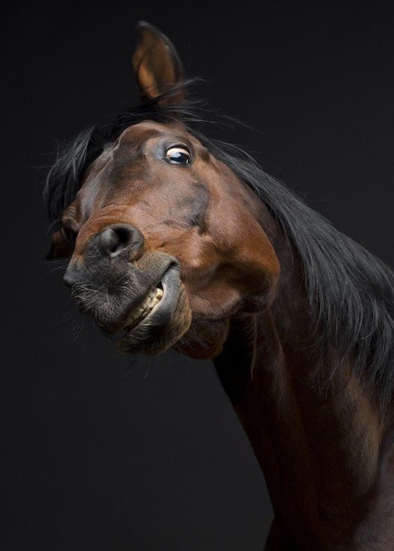 Create meme: horse's muzzle, horse funny, horse smile